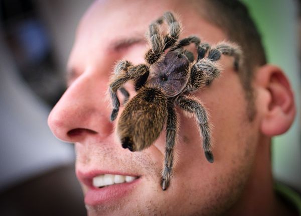 Гигантский тарантул Grammostola rosea на лице посетителя выставки в Ганновере, северная Германия - Sputnik Азербайджан