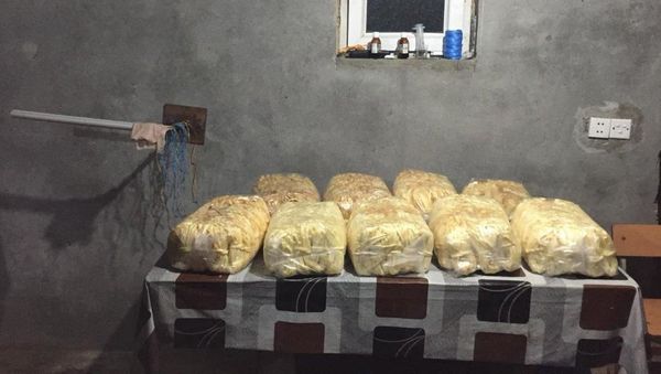Bərdədə antisanitar şəraitdə məhsul istehsal edən pendir sexinin fəaliyyəti məhdudlaşdırılıb - Sputnik Азербайджан