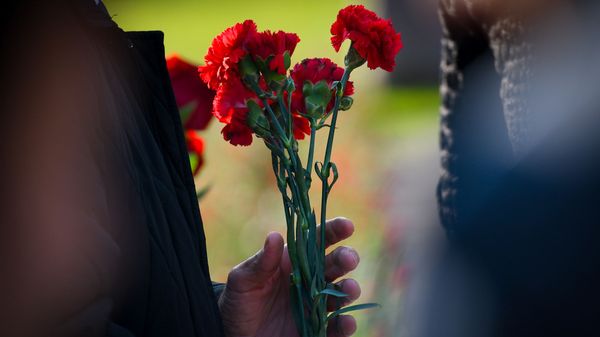 Гвоздики, фото из архива - Sputnik Азербайджан