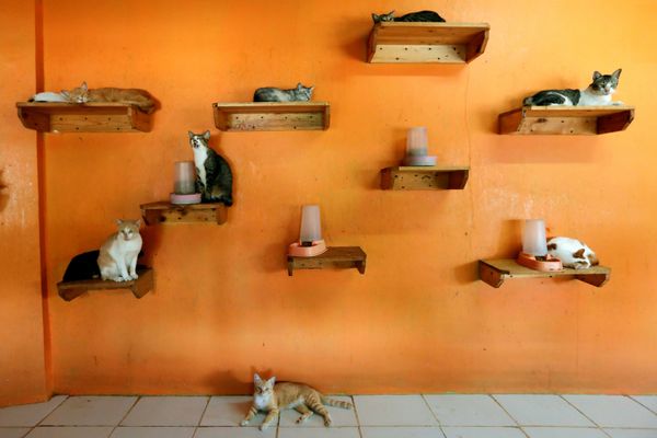 Коты в приюте «Rumah Kucing Parung» в Богоре, Индонезия Коты в приюте «Rumah Kucing Parung» в Богоре, Индонезия - Sputnik Азербайджан