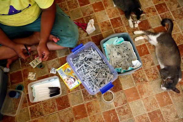 Уход за котами в приюте «Rumah Kucing Parung» в Богоре, Индонезия Уход за котами в приюте «Rumah Kucing Parung» в Богоре, Индонезия - Sputnik Азербайджан