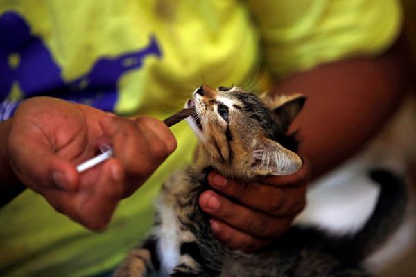 Лечение кота в приюте «Rumah Kucing Parung» в Богоре, Индонезия Лечение кота в приюте «Rumah Kucing Parung» в Богоре, Индонезия - Sputnik Азербайджан