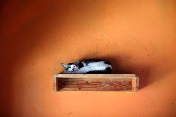 Кот в приюте «Rumah Kucing Parung» в Богоре, Индонезия Кот в приюте «Rumah Kucing Parung» в Богоре, Индонезия - Sputnik Азербайджан