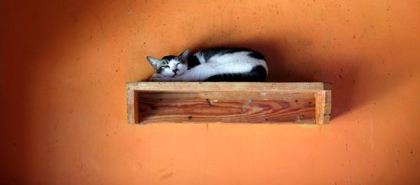 Кот в приюте «Rumah Kucing Parung» в Богоре, Индонезия - Sputnik Азербайджан