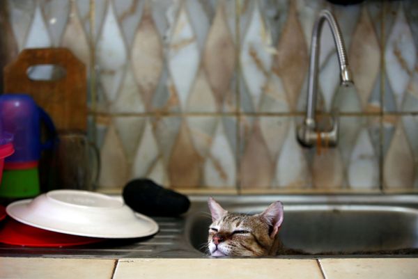 Кот в раковине на кухне приюта «Rumah Kucing Parung» в Богоре, Индонезия Кот в раковине на кухне приюта «Rumah Kucing Parung» в Богоре, Индонезия - Sputnik Азербайджан