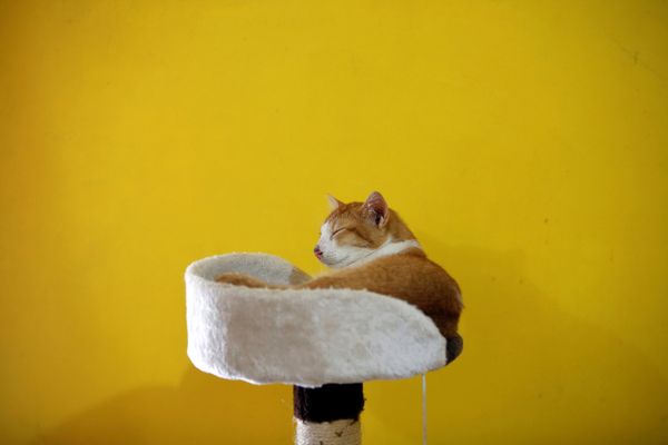 Кот в приюте «Rumah Kucing Parung» в Богоре, Индонезия Кот в приюте «Rumah Kucing Parung» в Богоре, Индонезия - Sputnik Азербайджан