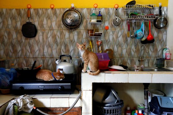 Кот в приюте «Rumah Kucing Parung» в Богоре, Индонезия Кот в приюте «Rumah Kucing Parung» в Богоре, Индонезия - Sputnik Азербайджан