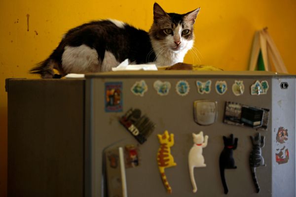 Кот на холодильнике в кошачьем приюте в Индонезии Кот на холодильнике в кошачьем приюте в Индонезии - Sputnik Азербайджан