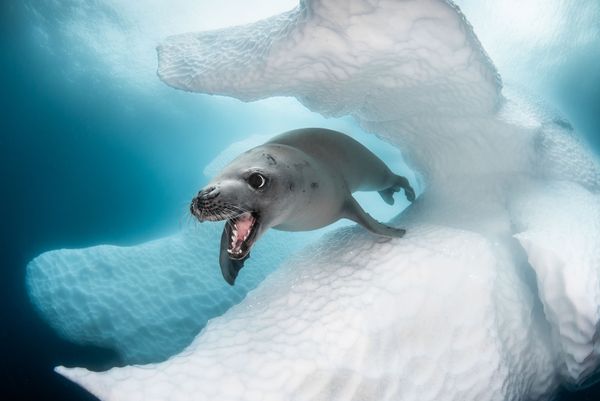 Снимок-победитель фотографа Greg Lecoeur, победивший в номинации Best of Show конкурса 2019 Ocean Art Underwater Photo - Sputnik Азербайджан