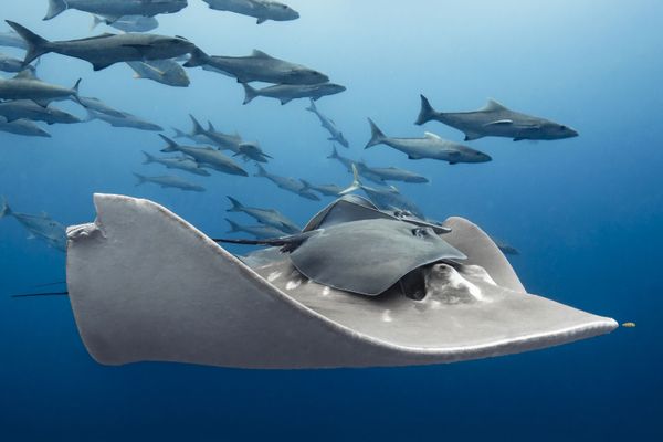 Снимок A Friendly Ride фотографа Paula Vianna, занявший первое место в категории Marine Life Behavior конкурса 2019 Ocean Art Underwater Photo - Sputnik Азербайджан