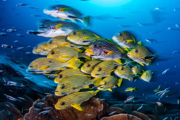 Снимок Blur of Sweetlips фотографа Nicholas More, занявший первое место в категории Wide-Angle Category конкурса 2019 Ocean Art Underwater Photo - Sputnik Азербайджан