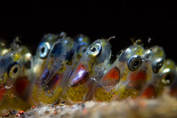 Снимок Clownfish Eggs фотографа Paolo Isgro, победивший в номинации Supermacro конкурса 2019 Ocean Art Underwater Photo - Sputnik Азербайджан