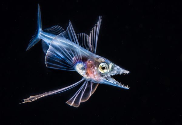 Снимок Snaketooth Swallower фотографа Fabien Michenet, победивший в номинации Blackwater конкурса 2019 Ocean Art Underwater Photo - Sputnik Азербайджан