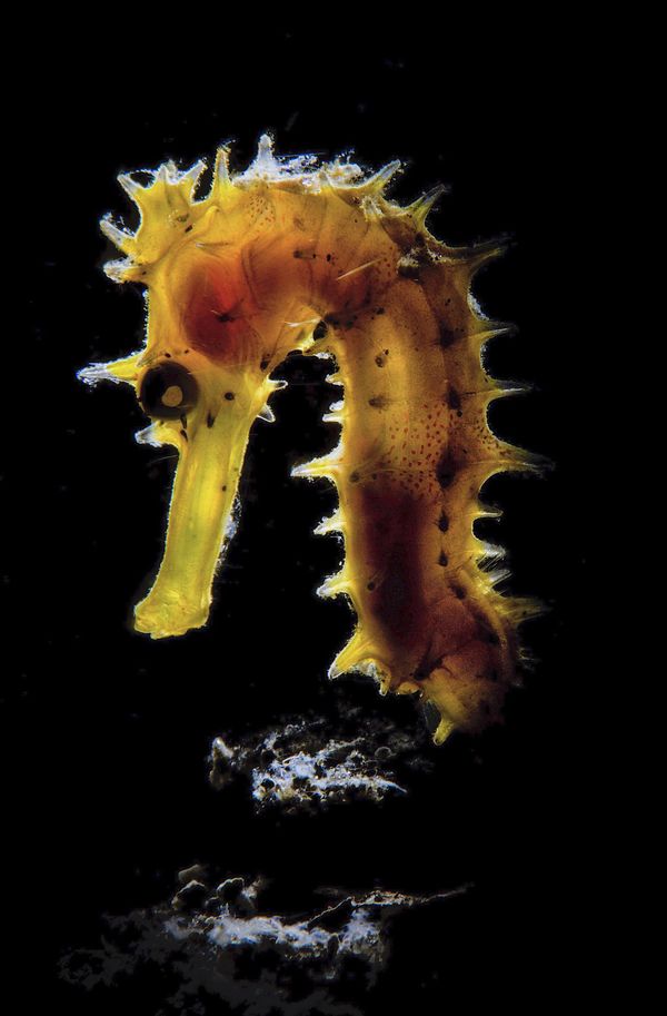 Снимок Radiography фотографа Stephano Cerbai, победивший в номинации Macro конкурса 2019 Ocean Art Underwater Photo - Sputnik Азербайджан