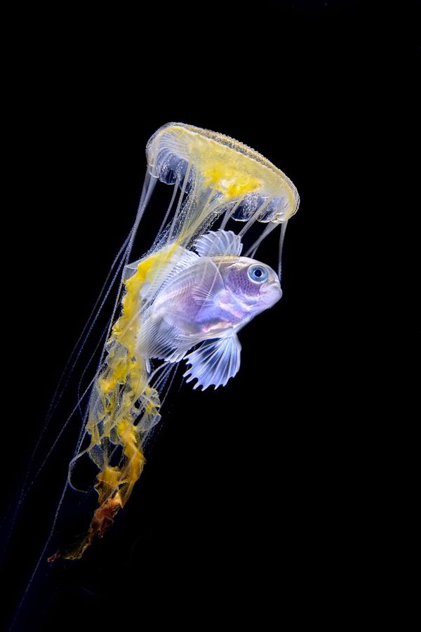 Снимок Bride фотографа Tianhong Wang, занявший пятое место в категории Blackwater конкурса 2019 Ocean Art Underwater Photo - Sputnik Азербайджан