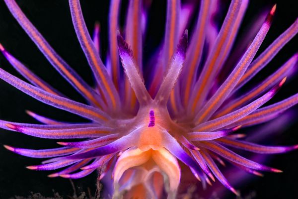 Снимок Treats from Mooloolah River фотографа Jenny Stock, занявший первое место в категории Nudibranchs конкурса 2019 Ocean Art Underwater Photo - Sputnik Азербайджан
