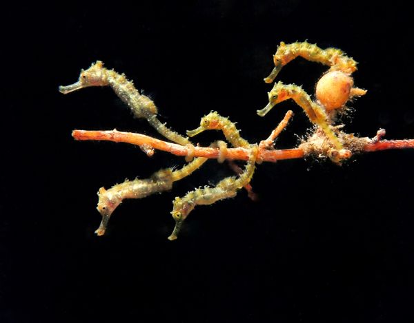 Снимок Seahorse Bus фотографа Jules Casey, занявший первое место в категории Novice Macro и победивший в номинации Rising Star Photographer Award конкурса 2019 Ocean Art Underwater Photo - Sputnik Азербайджан