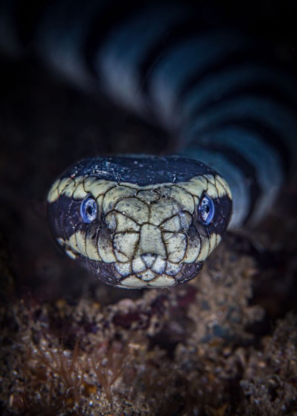 Снимок The Hyponotist фотографа Dave Johnson, занявший третье место в категории Macro конкурса 2019 Ocean Art Underwater Photo - Sputnik Азербайджан