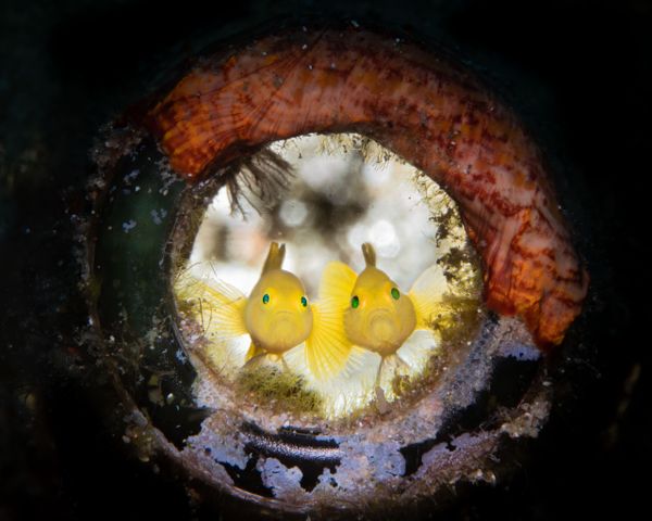 Снимок Who is it? фотографа George Kuo-Wei Kao, занявший третье место в категории Novice Macro конкурса 2019 Ocean Art Underwater Photo - Sputnik Азербайджан