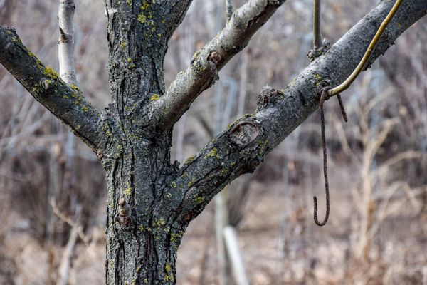 Теплая зима дорого всем обойдется - азербайджанские фермеры обеспокоены - Sputnik Азербайджан