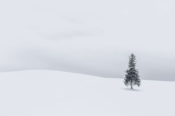 Снимок Winter landscapes of Biei, Japan фотографа Anthony Lawrence, победивший в категории Landscape конкурса 2019 Photographer of the Year Presented by Panasonic - Sputnik Азербайджан