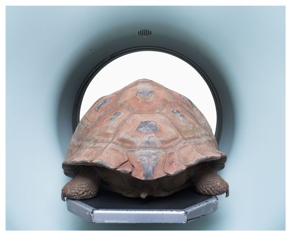 Снимок Chelonoidis MRI фотографа Schwyzer Simon, ставший финалистом конкурса 162nd International Photography Exhibition - Sputnik Азербайджан