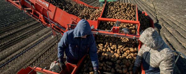 Уборка и переработка первого урожая картофеля, фото из архива - Sputnik Азербайджан