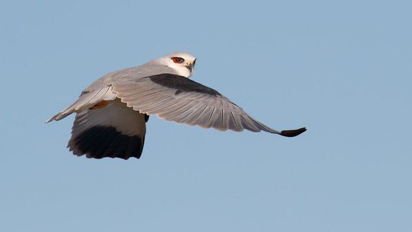 Чернокрылый дымчатый коршун (Elanus caeruleus) - Sputnik Азербайджан
