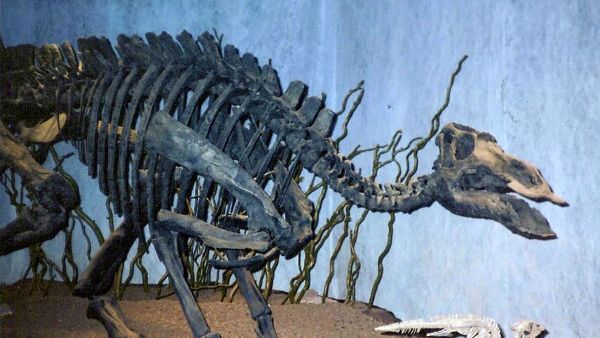 Скелет динозавра Maiasaura - Sputnik Азербайджан
