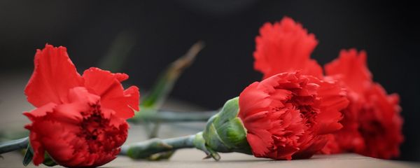 Гвоздика, фото из архива - Sputnik Азербайджан