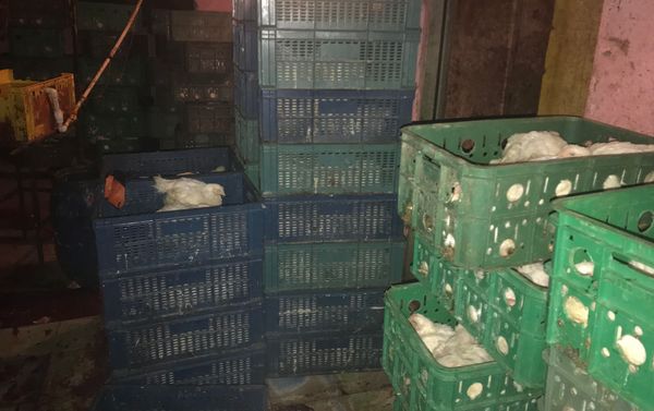 Занимающийся производством птицепродукции цех-нарушитель санитарных норм - Sputnik Азербайджан