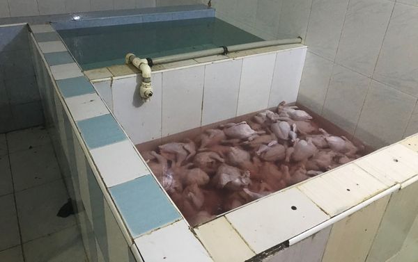 Занимающийся производством птицепродукции цех-нарушитель санитарных норм - Sputnik Азербайджан