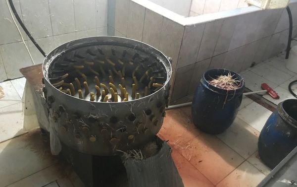 Занимающийся производством птицепродукции цех-нарушитель санитарных норм - Sputnik Азербайджан