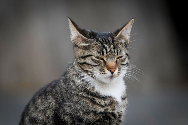 Кошка, фото из архива - Sputnik Азербайджан
