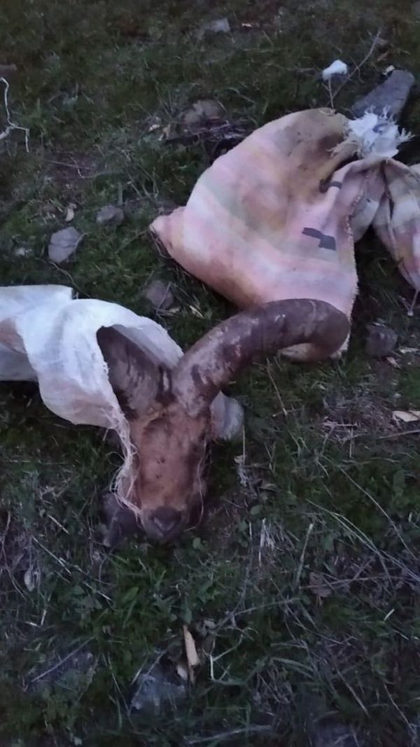 Браконьеры одним выстрелом нарушили два запрета - Sputnik Азербайджан