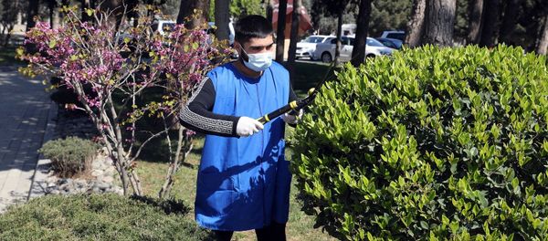 Parkda ağacları budayan gənc - Sputnik Азербайджан