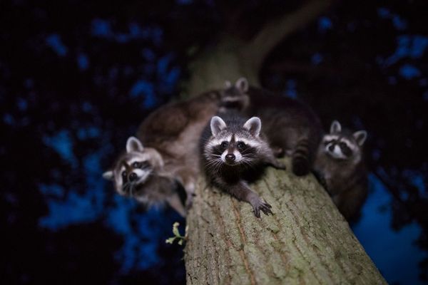 Снимок Curious glances Raccoons фотографа Jan Piecha, занявший 4-е место в категории Mammals в конкурсе GDT Nature Photographer of the Year 2020 - Sputnik Азербайджан