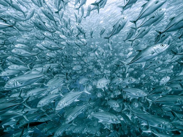 Снимок School of mackerel фотографа Henry Jager, занявший 3-е место в категории Other Animals в конкурсе GDT Nature Photographer of the Year 2020 - Sputnik Азербайджан