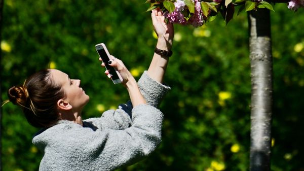 Девушка фотографирует на мобильный телефон цветы черешни на аллее Черешневый сад в Сочи - Sputnik Азербайджан