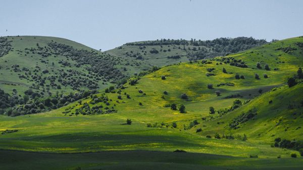 Пастбище - Sputnik Азербайджан