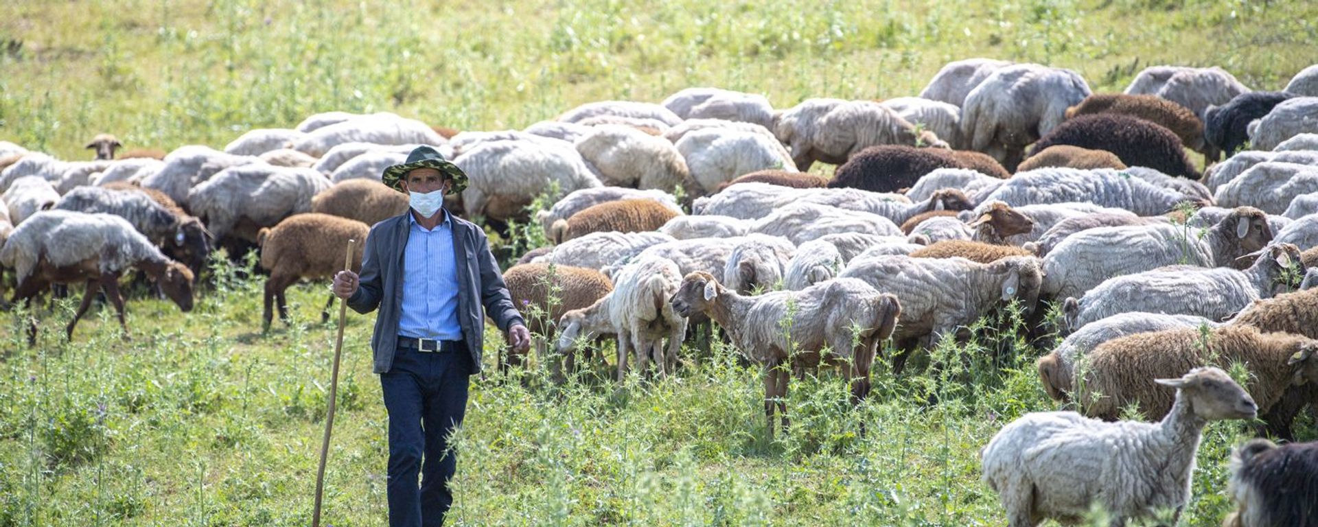 Azərbaycanda sürülərin yaylağa köçü başlayıb - Sputnik Азербайджан, 1920, 20.04.2021
