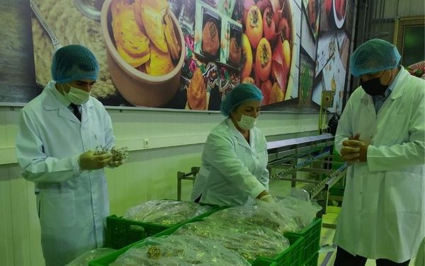 Во фруктовых садах в Шеки-Загатальском регионе выявлена болезнь парша яблони, у персиков найдена листовая деформация - Sputnik Азербайджан