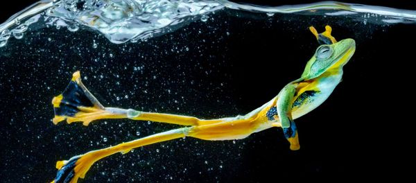 Снимок Wallace Flying Frog фотографа  Chin Leong Teo, занявший первое место в категории Movement/Nature  конкурса IPA OneShot Movement 2020 - Sputnik Азербайджан