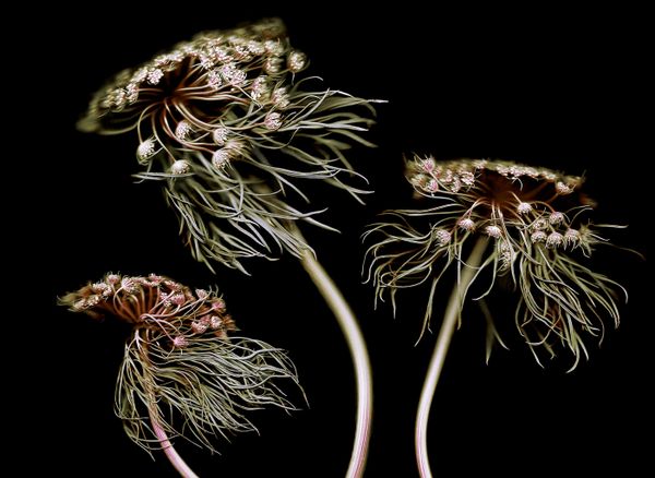 Снимок Wild Carrots фотографа  Anne Mason-Hoerter, ставший OneShot : Movement Photographer Of the Year  конкурса IPA OneShot Movement 2020 - Sputnik Азербайджан