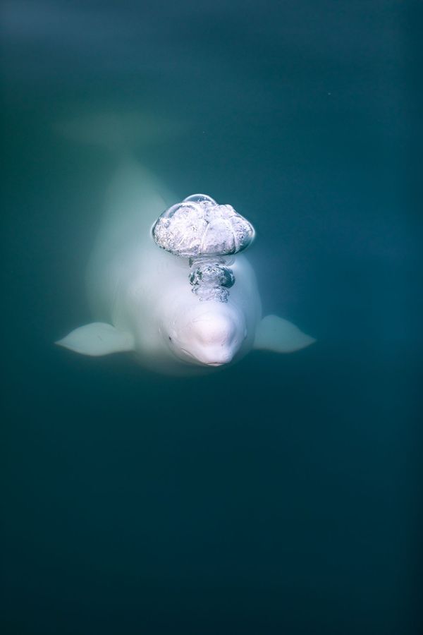 Снимок Surfacing фотографа Jean-Christophe Girard Lemay , занявший третье место в категории Movement/Nature  конкурса IPA OneShot Movement 2020 - Sputnik Азербайджан