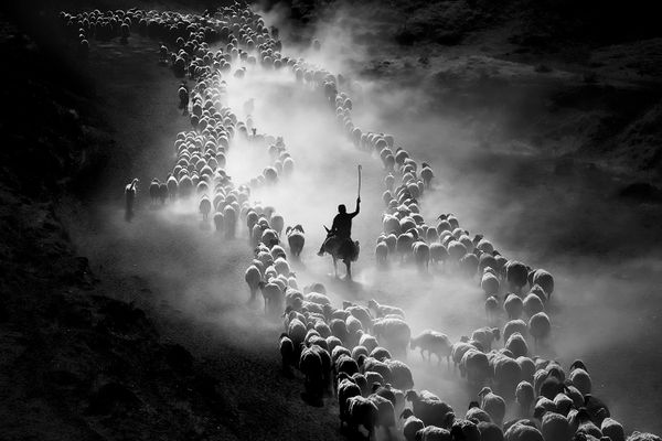 Снимок Good Sheepherd фотографа F. Dilek Uyar, занявший третье место в категории Movement/People конкурса IPA OneShot Movement 2020 - Sputnik Азербайджан