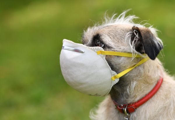 A dog - Sputnik Азербайджан