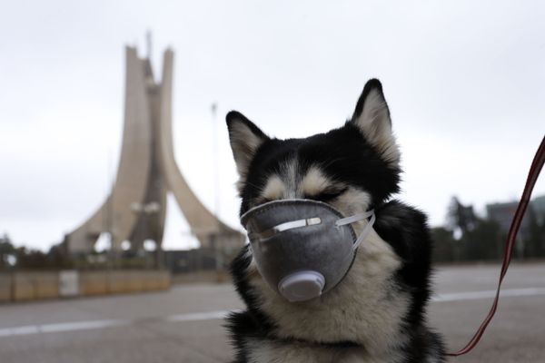 A dog - Sputnik Азербайджан