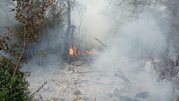 Oğuzda meşə yanğını - Sputnik Азербайджан